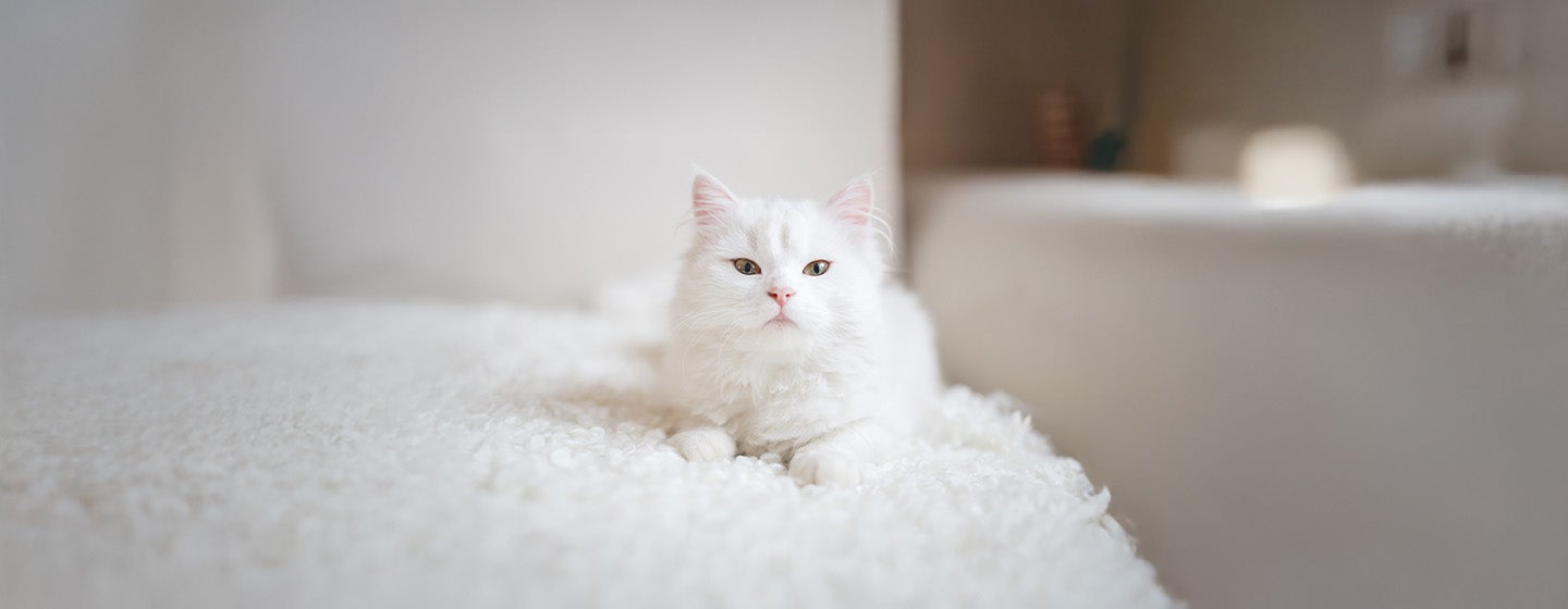 Top 10 White Cat Names | Purina South Africa